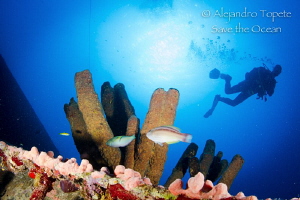 Diver with Sun and Coral, Hilma Hooker, Bonaire by Alejandro Topete 